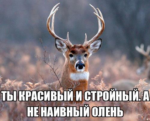 Наивный Олень