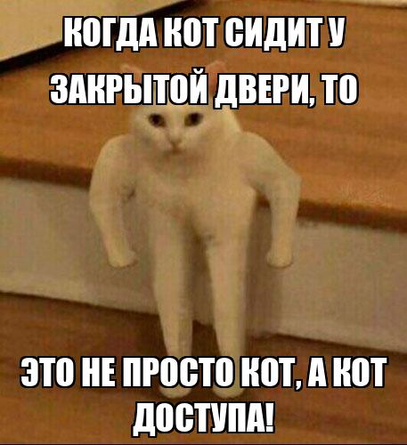 “Про Кот” приют для кошек. | ВКонтакте