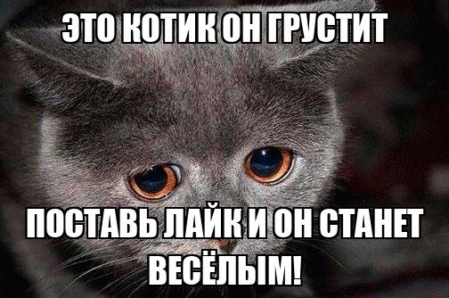 Это кот он. Рассказал коту о своей жизни. Жрать жрать жрать. Котики для поднятия настроения. Кот мешается под ногами.