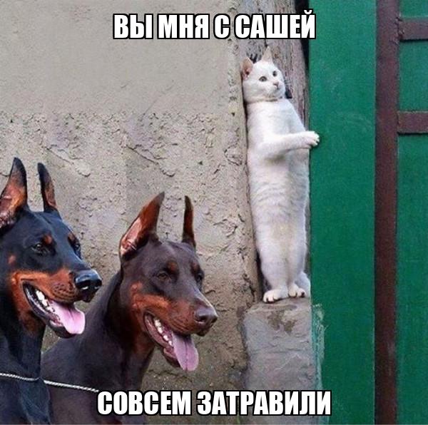 вы мня с Сашей совсем затравили - Memchik.ru