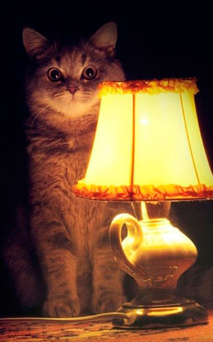 Кот под лампой — Неолурк, народный Lurkmore